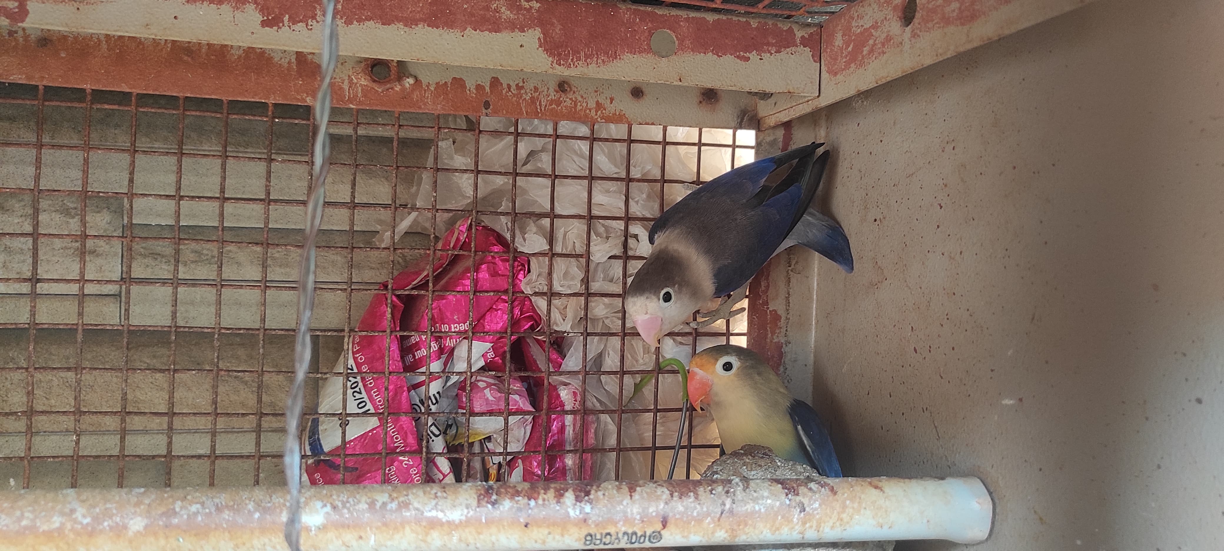 African Love Birds for sale